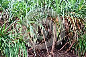 Pandanus Odorifer - Kewda or Umbrella Tree with Long Spiny Leaves - Pine - Tropical Plant of Andaman Nicobar Islands