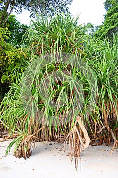 Pandanus Odorifer - Kewda or Umbrella Tree with Long Spiny Leaves - Pine - Tropical Plant of Andaman Nicobar Islands