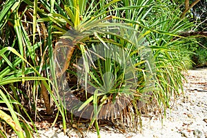 Pandanus Odorifer - Kewda or Umbrella Tree with Long Spiny Leaves - Pine - Tropical Plant of Andaman Nicobar Islands