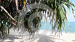 Pandanus over the Kao Plydum beach in Thailand