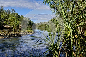 Pandanus palm on the banks of the Katherine river photo