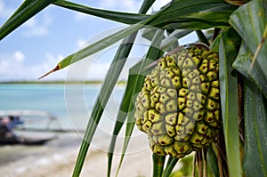 Pandanus palm and fruit