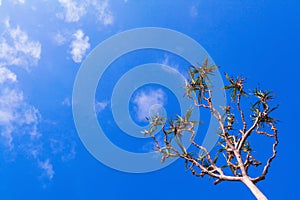 Pandanus palm growing on sea beach. Silhouette on sky background