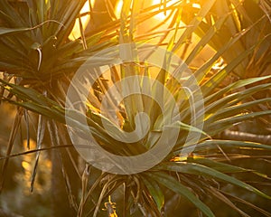 Pandanus Palm leaves at soft sunset