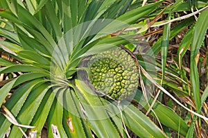 Pandanus palm photo