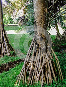 Pandanus palm roots