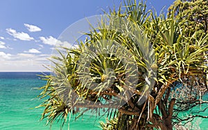 Pandanus Palm Tree