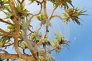 Pandanus Palm Tree