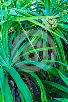 Pandanus palm (Pandanus amaryllifolius) tree with fruits, Maldives