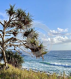 Pandanus palms along a beach hiking trail on the Gold Coast in Queensland, Australia