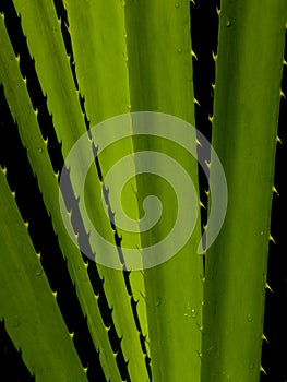 Pandanus plant photo