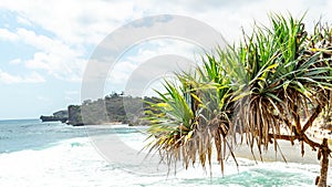 Pandanus plant grow in the Kukup Beach, Gunung Kidul, Yogyakarta