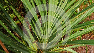 Pandanus Plant With Thorny And Tight Leaves