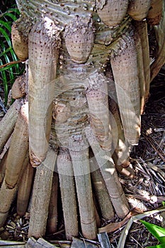 Pandanus Roots