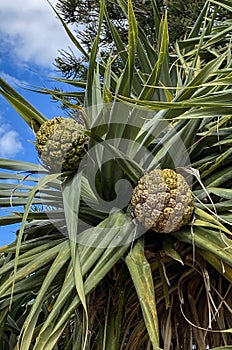 Pandanus Screw Pine Fruit on the Tree
