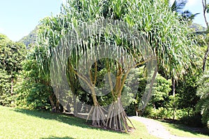 Pandanus tectorius, hala