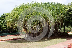 Pandanus tectorius or hala tree growing in Hawaii