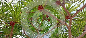 Pandanus tectorius or Pandanus odoratissimus on southern beach Thailand photo