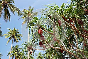 Pandanus tectorius or Pandanus odoratissimus