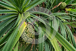 Pandanus tectorius tree and green leaves with raw hala fruit. Tahitian screwpine branch and green fruit on seashore beach. Clean