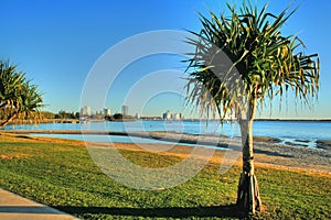 Pandanus Tree