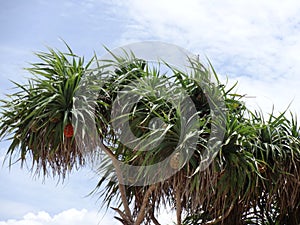 Pandanus tree