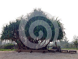 Pandanus tree on the beach