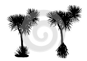 Pandanus tree black silhouette. palm-like trees