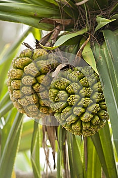Pandanus tree with fruit photo
