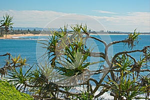 Pandanus tree or screw pine