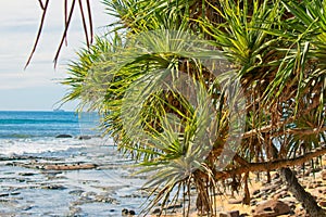 Pandanus tree or screw pine