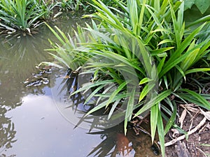 pandanus tree