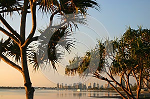 Pandanus Trees In The Early Morning photo