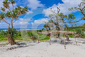 Pandanus trees growing along the beach