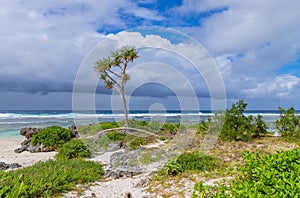 Pandanus trees growing along the beach