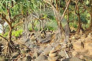 Pandanus