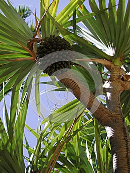 Branch with fruit of Pandanus utilis tree