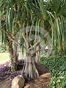 Pandanus utilis in Ein Gedi Botanical Garden