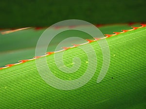 Sharp leaf close up of Pandanus utilis tree
