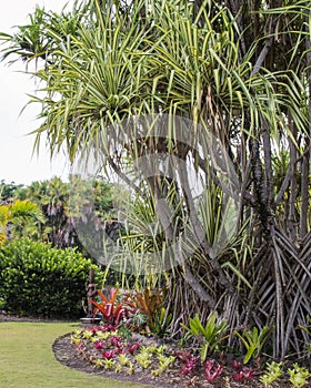 Pandanus utilis Screw Pine in a tropical landscape