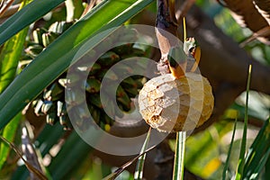 Pandanus utilis or screwpine plant with fruits growing in garde, origin Madagascar