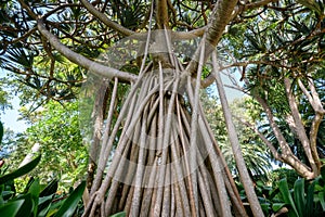 Pandanus utilis tree, the common screwpine , aerial roots