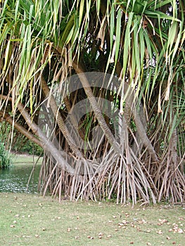 Branch and roots of Pandanus utilis tree