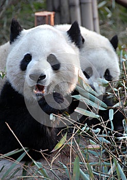 Pandas at Chengdu Panda Reserve Chengdu Research Base of Giant Panda Breeding in Sichuan, China.