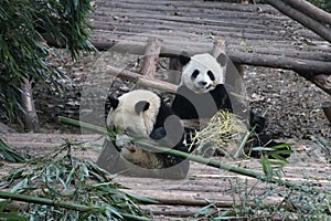 Pandas in China