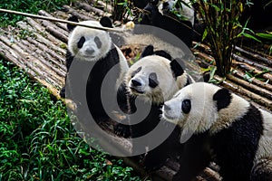 Pandas enjoying their bamboo breakfast in Chengdu Research Base, China