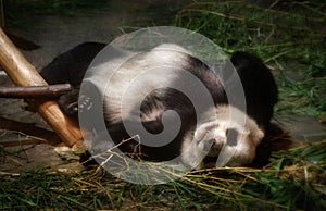 Pandas sleeping in the aviary
