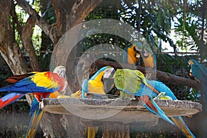 A pandemonium of colorful and beautiful Macaw parrots having their meals.