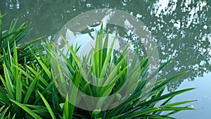 Pandom wangi on a pond background photo
