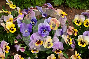 Pandora Box Mix Pansy Flowers